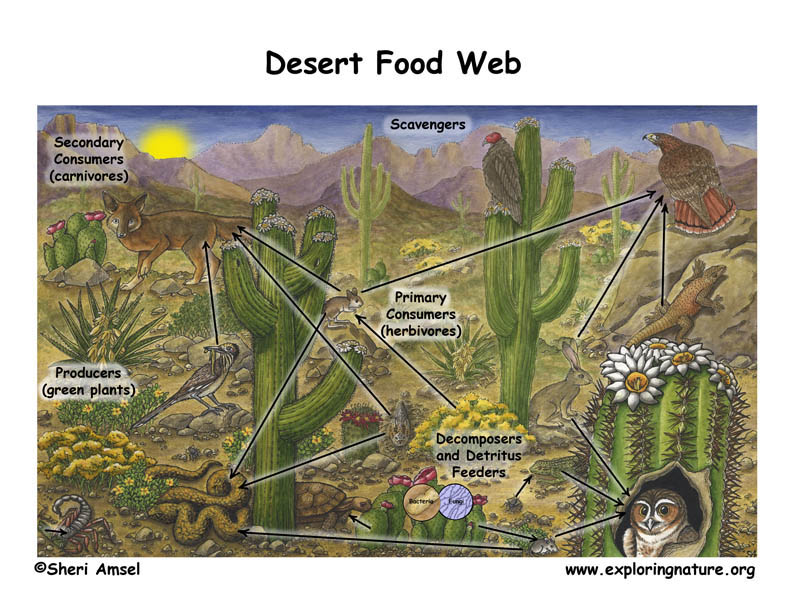 Desert Ecosystem Food Web